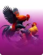 cockfight-ga28