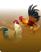 cockfight-ws168